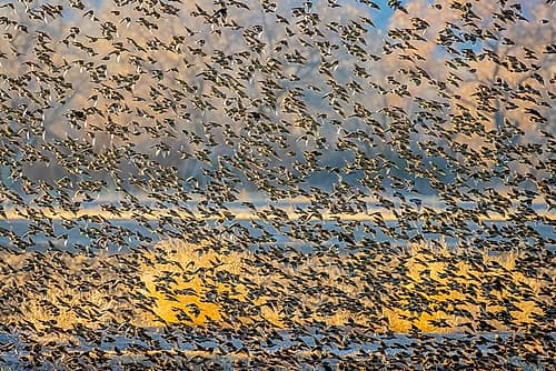 New Mexico-Bosque del Apache National Wildlife Reserve Winter flock of red-winged blackbirds Photography Print